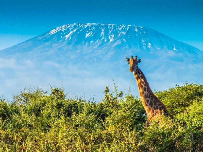 Giraffe - Kilimanjaro - Tansania