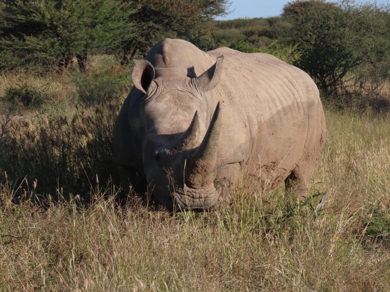 Nashorn - Waterberg - Namibia
