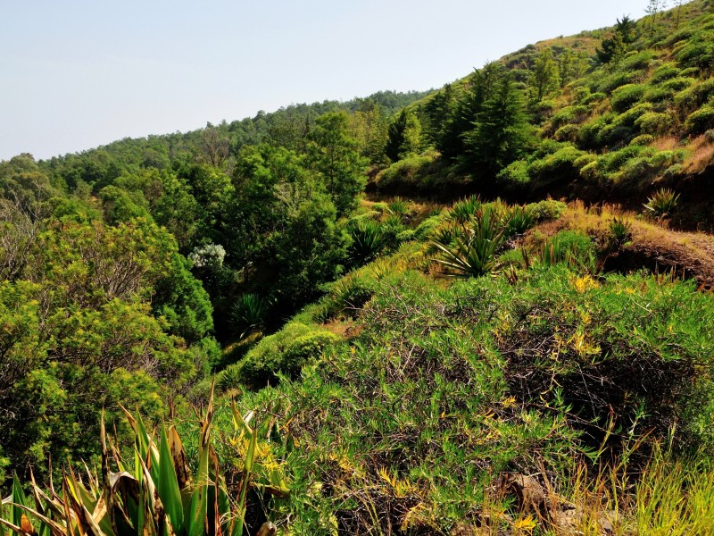 Wald auf der Insel Fogo, Kapverden