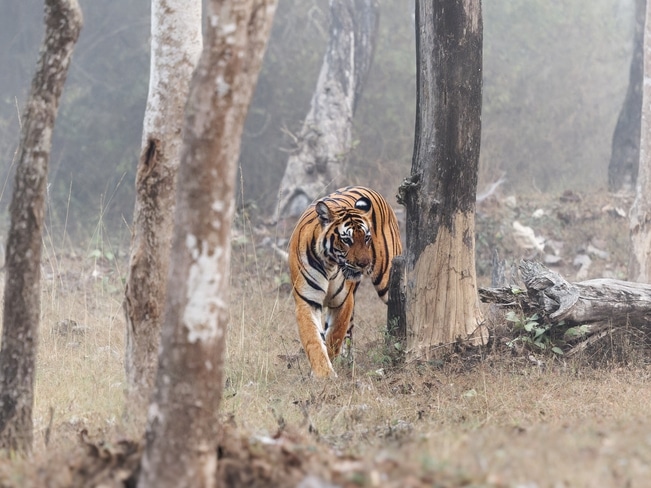 Bengalischer Tiger - Nagarhole - Indien