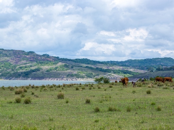 Rinder - Lake Mutirikwi - Simbabwe