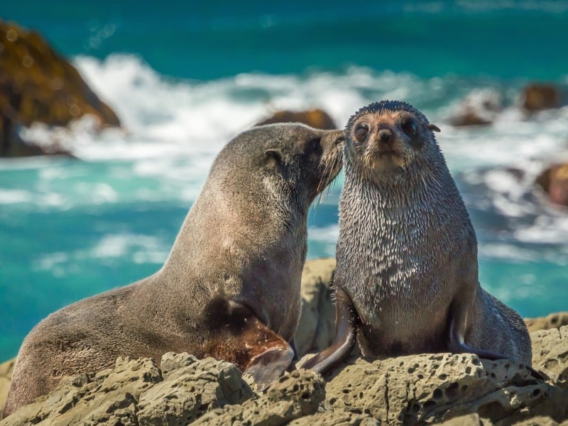 Seebären - Kaikoura - Neuseeland