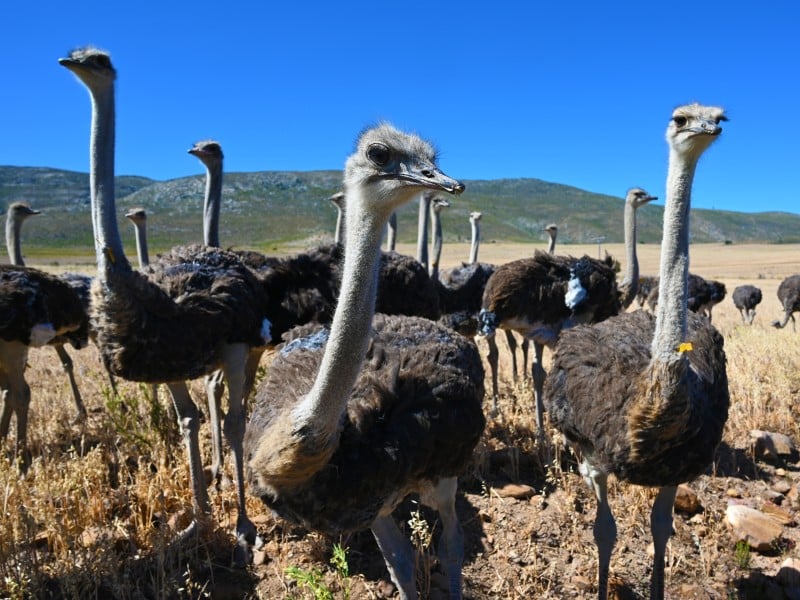 Strauße-kleine Karoo-Südafrika
