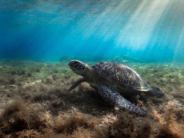 Schildkröte - Apo Island - Philippinen
