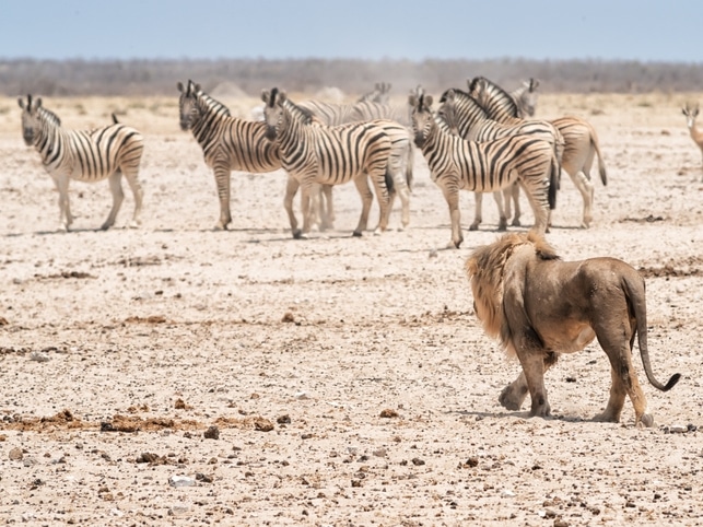Löwe & Zebras - Etosha NP - Namibia