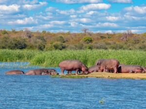 Nilpferde - Sambesi-Fluss - Sambia