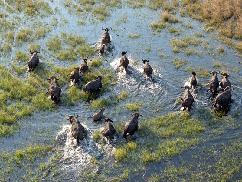 Büffelherde im Okavango-Delta