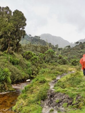 Wanderer - Ruwenzori-Gebirge - Uganda