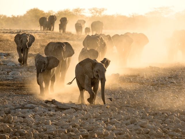 Elefanten - Okaukuejo - Namibia