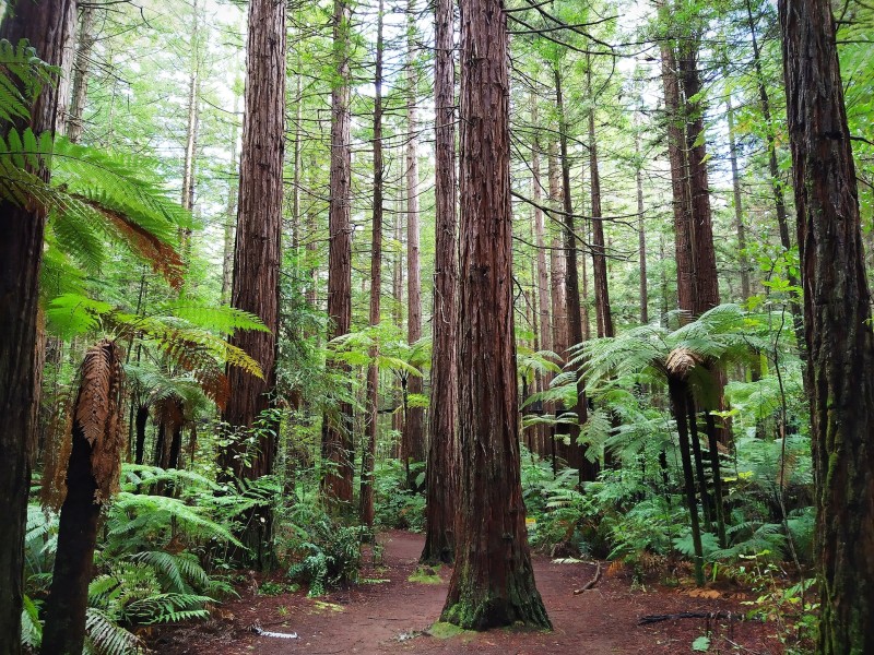 Nature in Rotorua