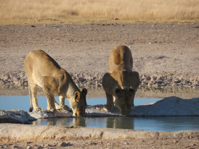 Löwen am Wasserloch - Etosha - Namibia