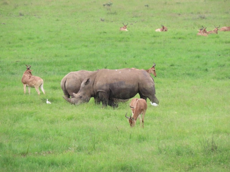 Nashörner - Savanne Nairobi - Kenia