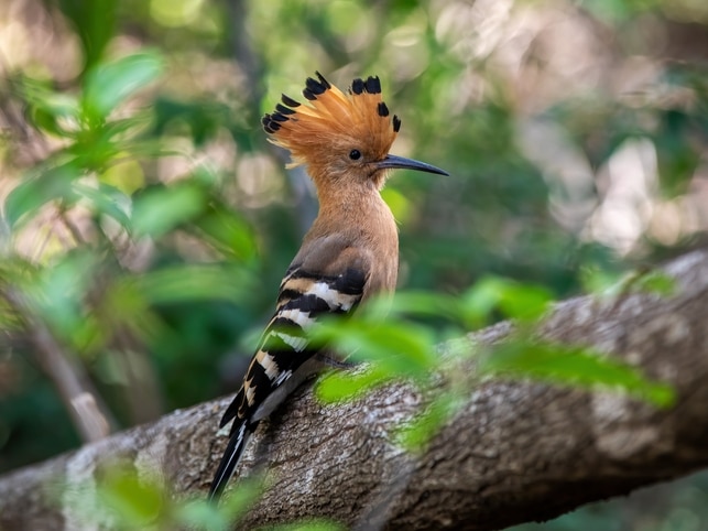 Wiedehopf - Isalo NP - Madagaskar