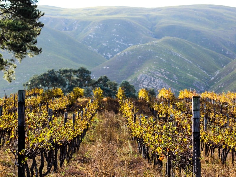 Natürlich erleben – Südafrika Safari & Wein für Selbstfahrer