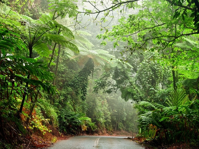 Straße - Daintree NP - Australien