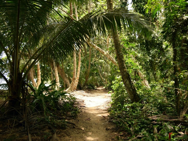 Nature in Tortuguero