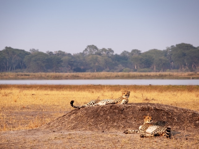 Geparden - Liwonde NP - Malawi