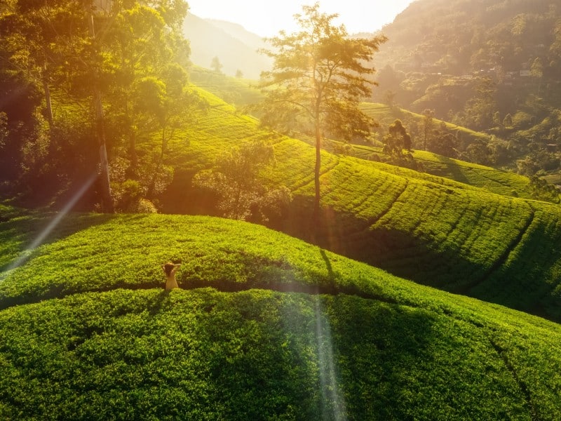 Sonnenuntergang - Teeplantage -Sri Lanka