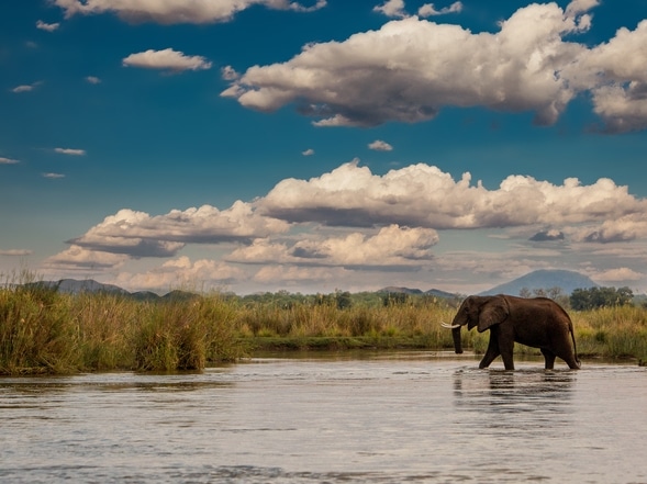 Elefant - Sambesi NP - Sambia