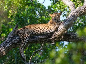Leopard auf Baum - Sri Lanka