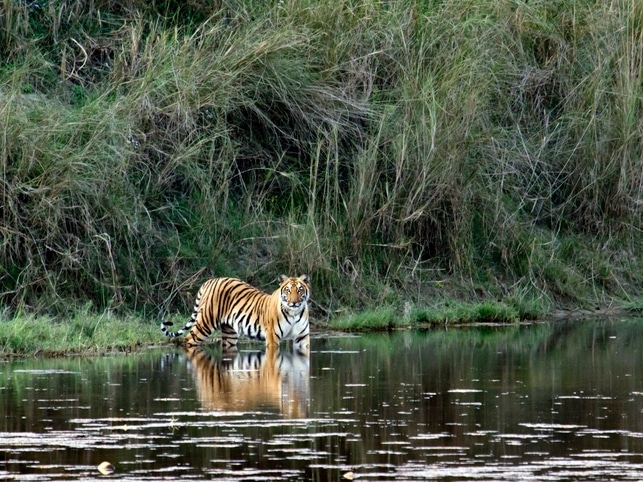 Bengal-Tiger - Bardia NP - Nepal