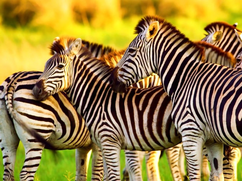 Zebras - Afrika