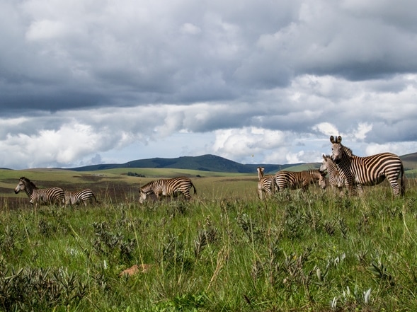 Zebras - Nyika-Plateau - Malawi