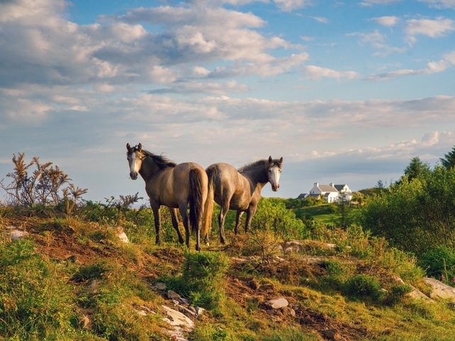 Zwei Connemara-Ponys - Irland