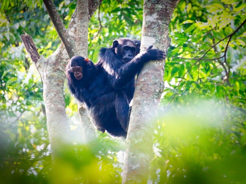 Uganda & Ruanda: Natürlich Erleben – Die Höhepunkte kombiniert