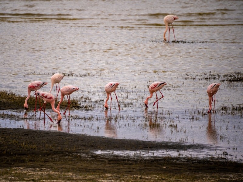 Flamingos - Tansania