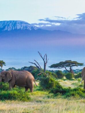 Elefanten-Kilimandscharo-Kenia
