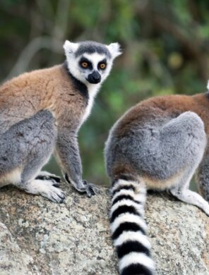 Kattas - Isalo Nationalpark - Madagaskar