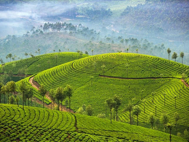 Teeplantagen - Darjeeling - Indien
