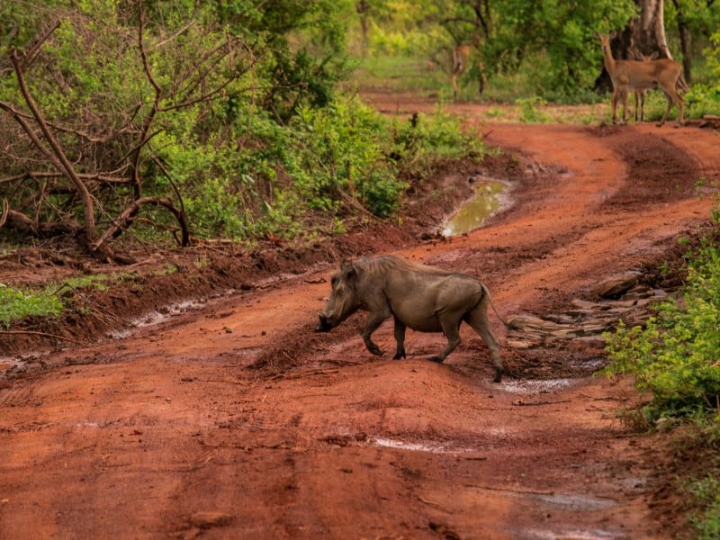 Mole National Park-Ghana