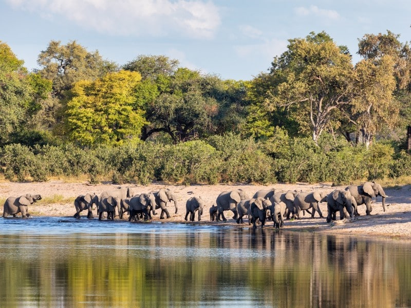 Elefantenherde - Caprivi NP - Namibia