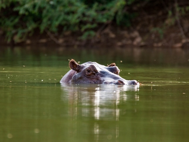 Nilpferd - Niokolo Koba - Senegal