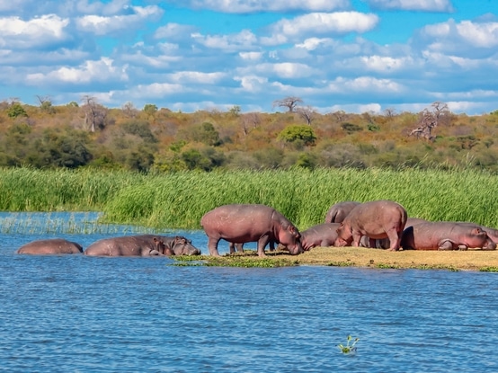 Nilpferde - Sambesi-Fluss - Sambia