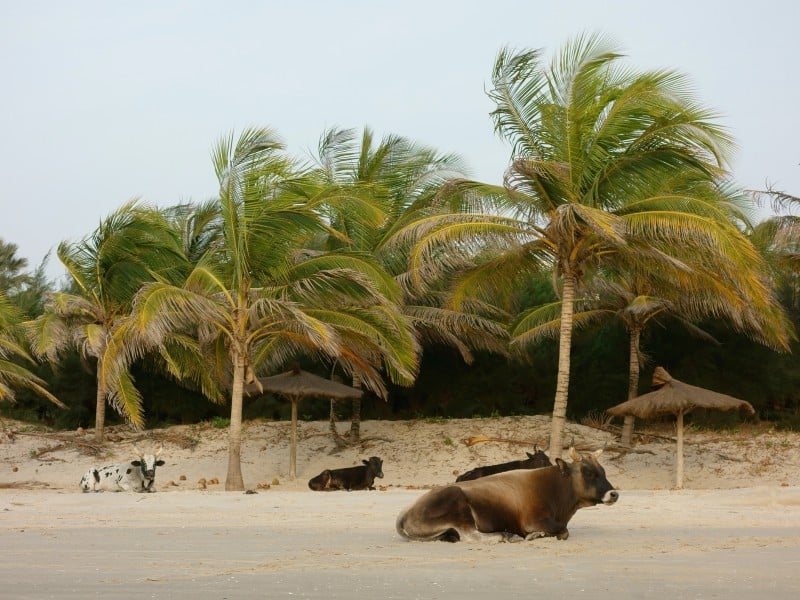 Kühe - Cap Skirring - Senegal