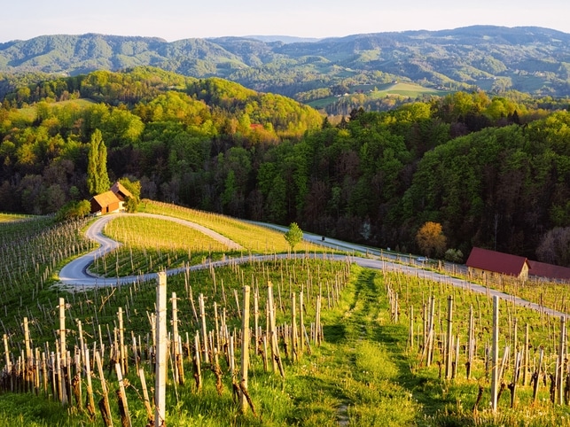 Weinberge - Maribor - Slowenien