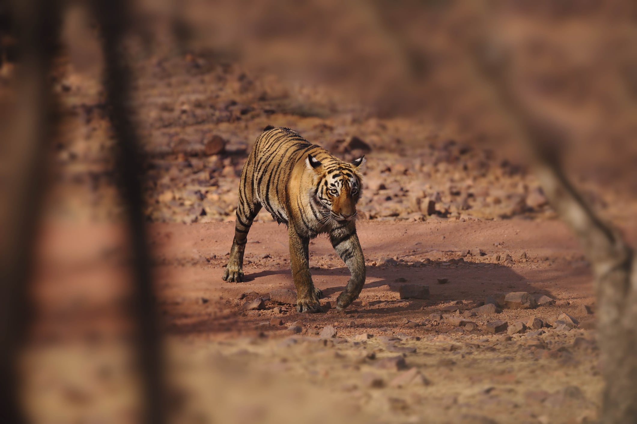 Ranthambore Nationalpark Tiger