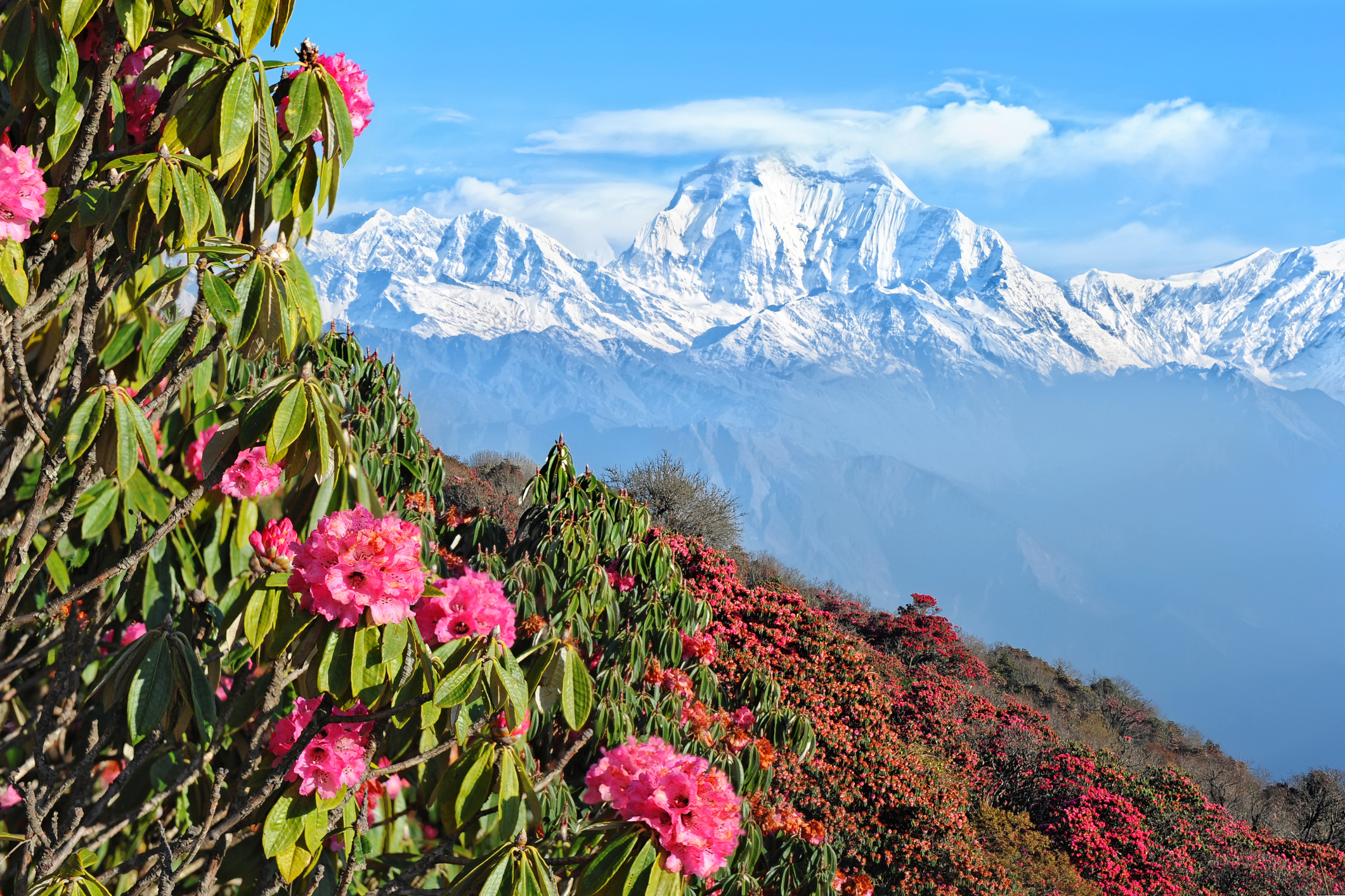 Rhododendren blühen in der Himalaya-Landschaft