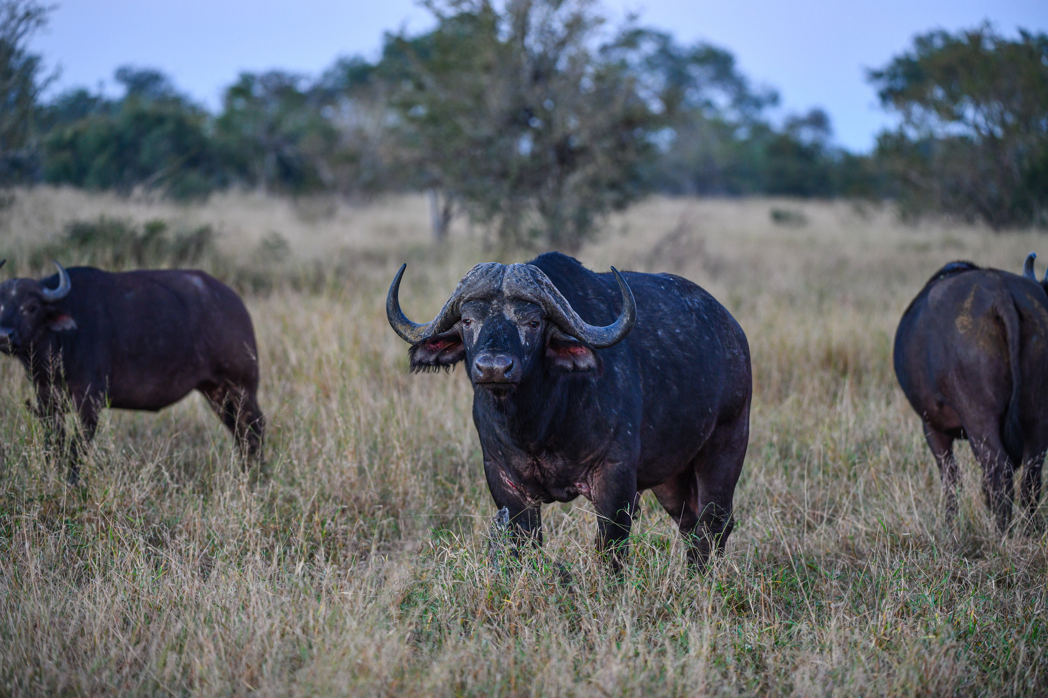 Afrikanische Büffel als wehrhafte Wildtiere auf Safari