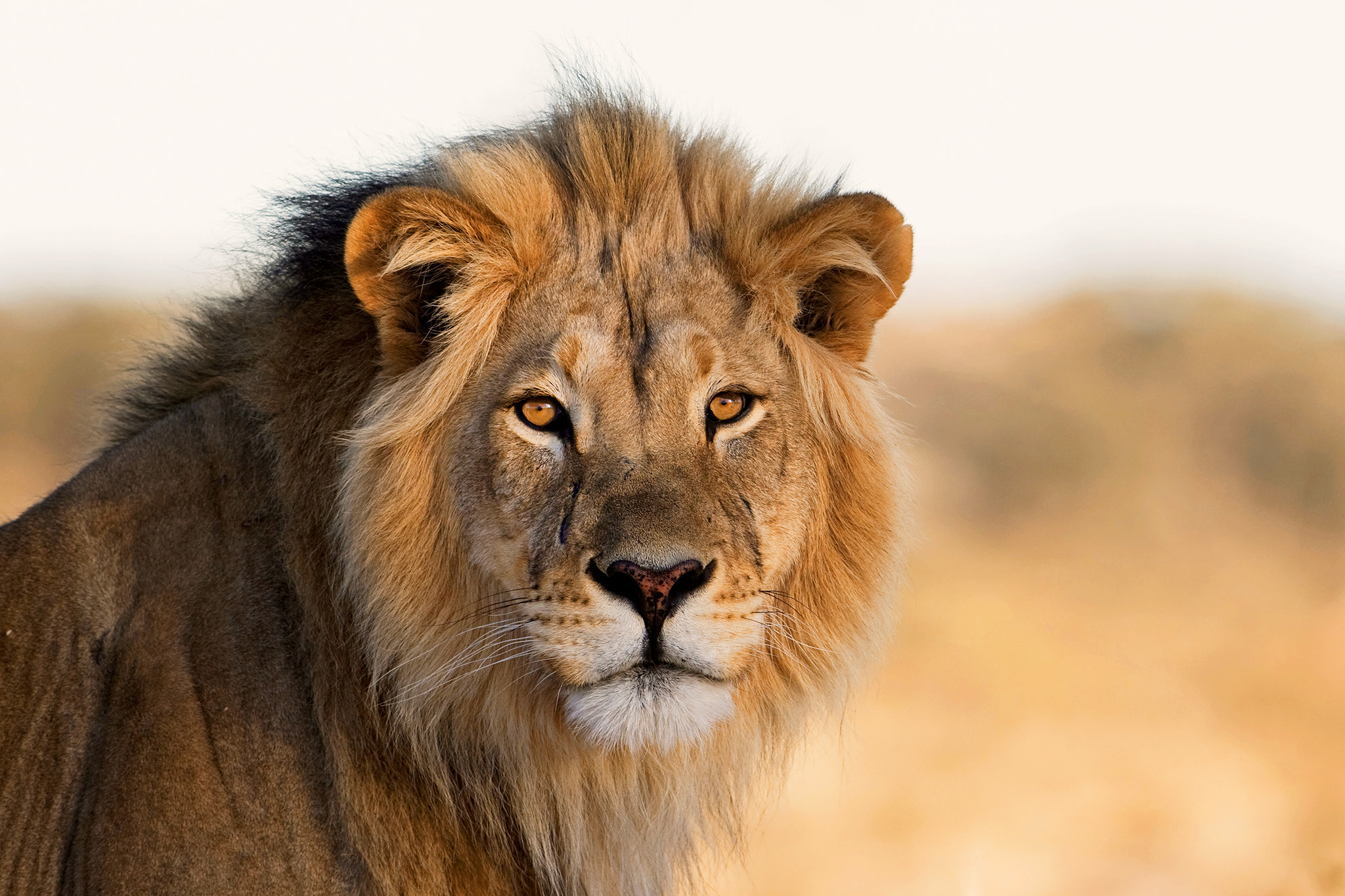 Löwe in der Savanne bei respektvoller Wildtierbeobachtung