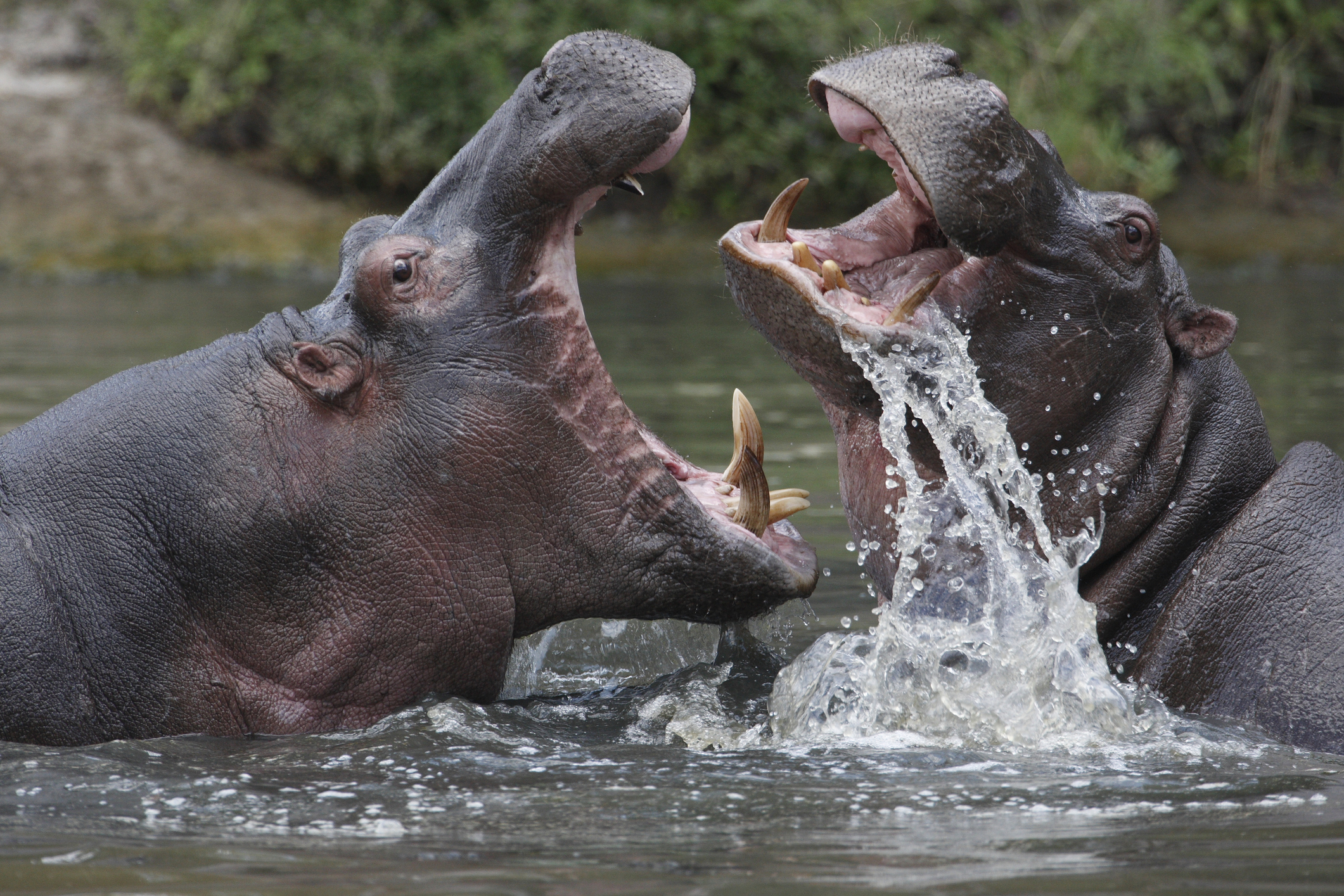Zwei Flusspferde im Wasser während einer Safari