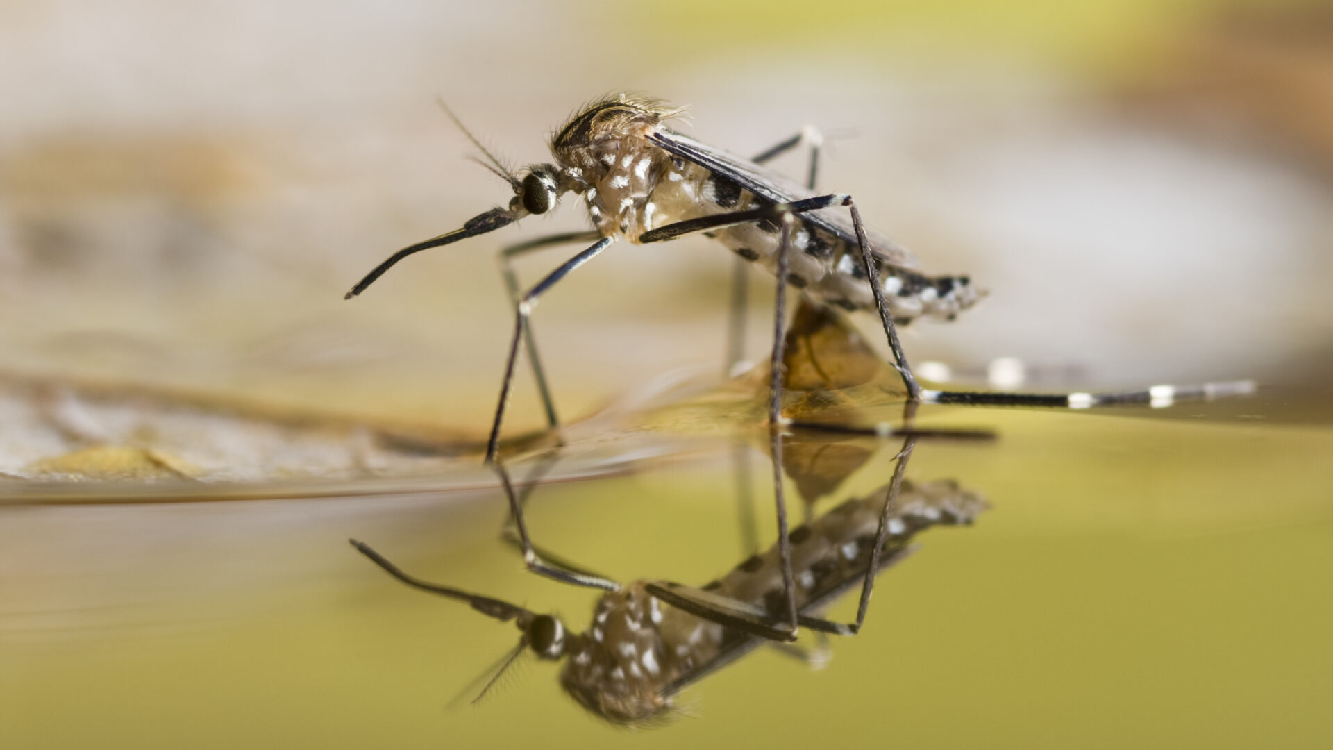 Mücke als Symbol für Malaria-Schutz auf Reisen