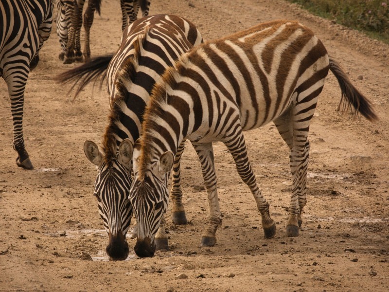 Zebras - Serengeti NP - Tansania