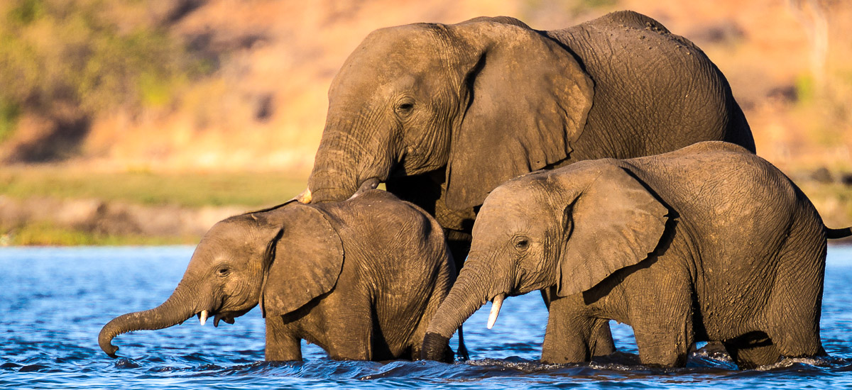 Elefanten überqueren den Fluss Chobe