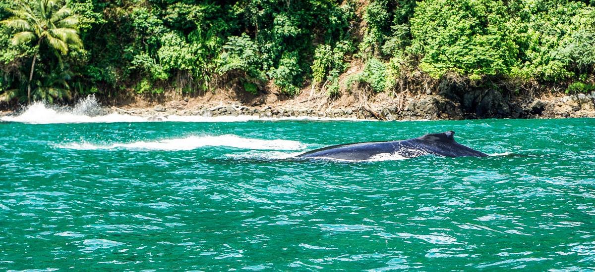 Delfin im Golfo Dulce
