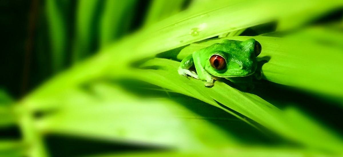 Frosch im Nationalpark