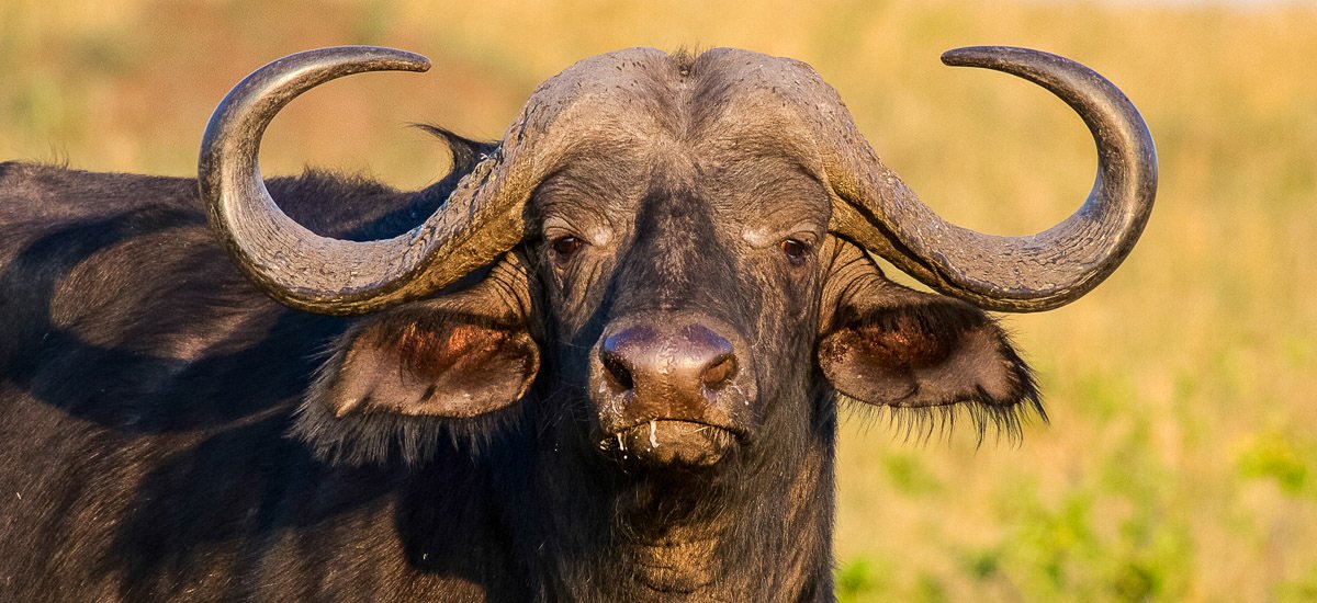 Afrikanischer Kaffernbüffel im Abendlicht
